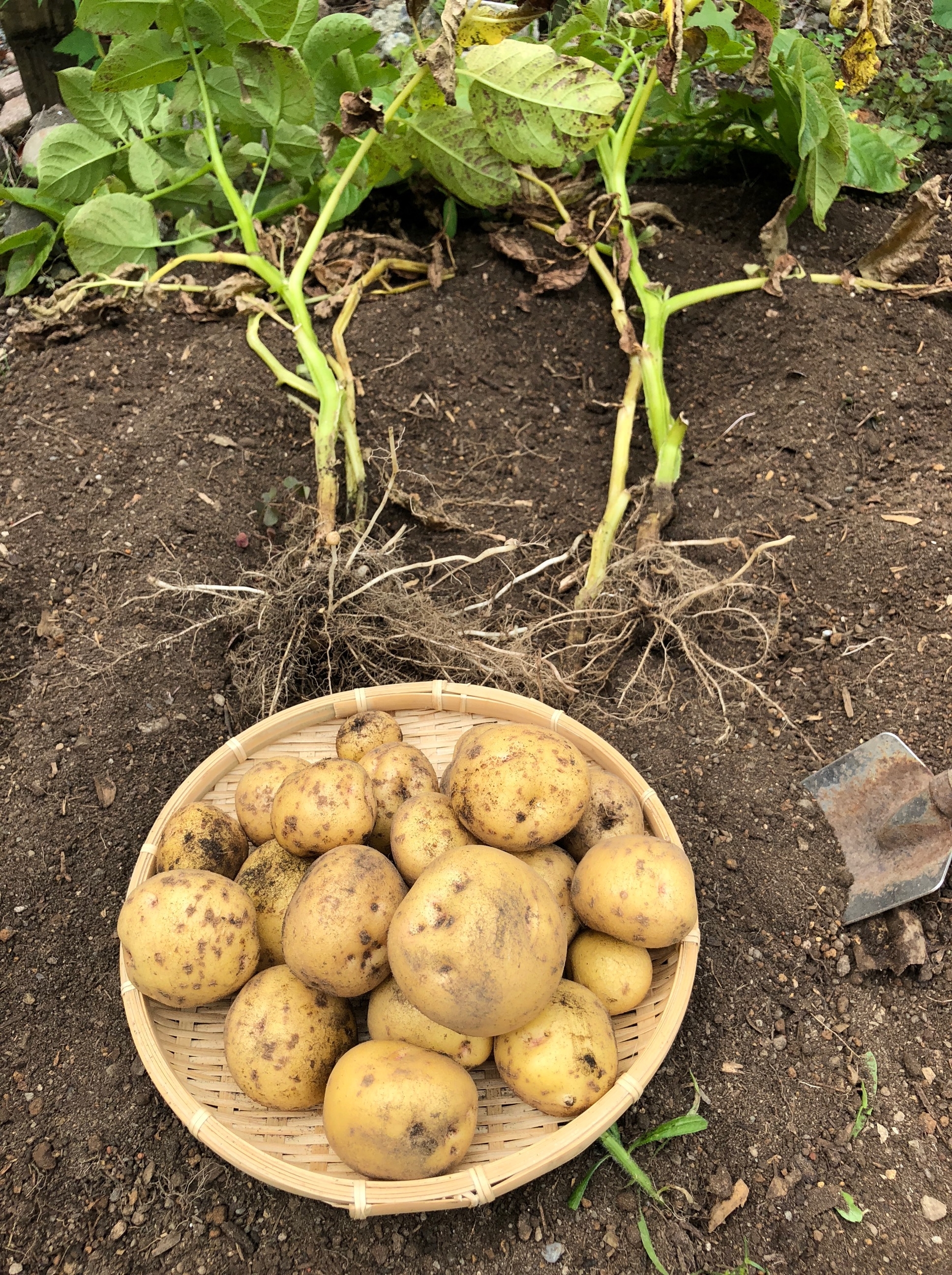 ジャガイモ 『男爵薯』の栽培記録 2020春 種芋植え付け～収穫まで - ゆっくり家庭菜園