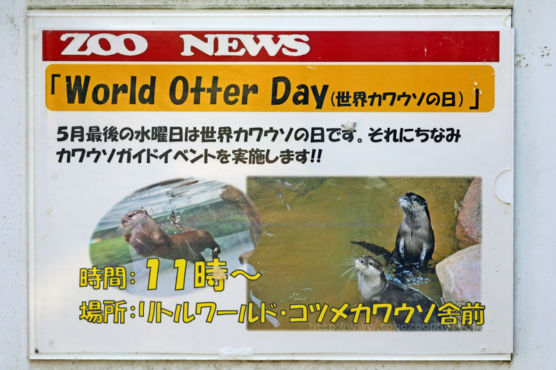 World Otter Dayイベント、世界カワウソの日に合わせて、とべ動物園でイベント