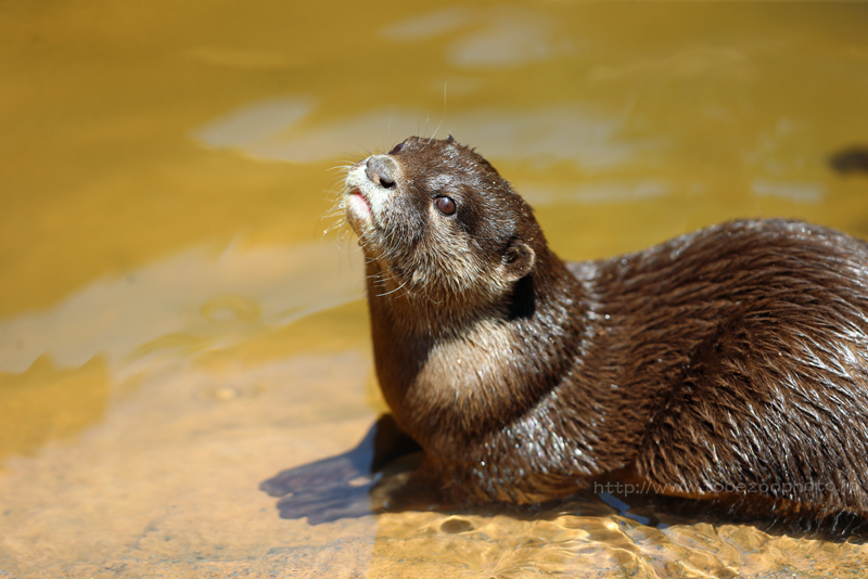 とべ動物園にて、世界カワウソの日（World Otter Day）イベントです。