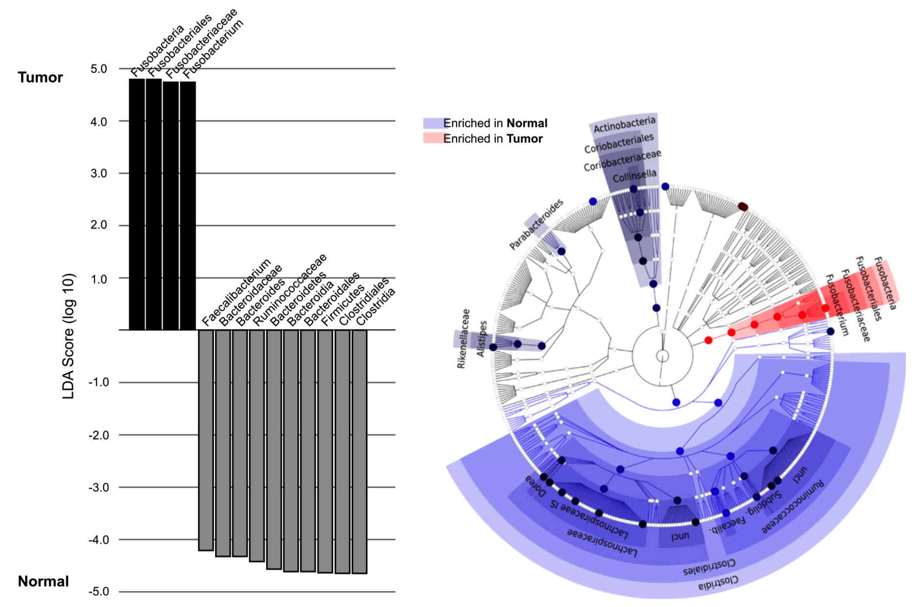 fusobacterium-colorectal.png