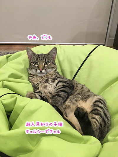 04072018_cat1.jpg