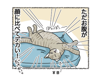 15062018_cat4.jpg