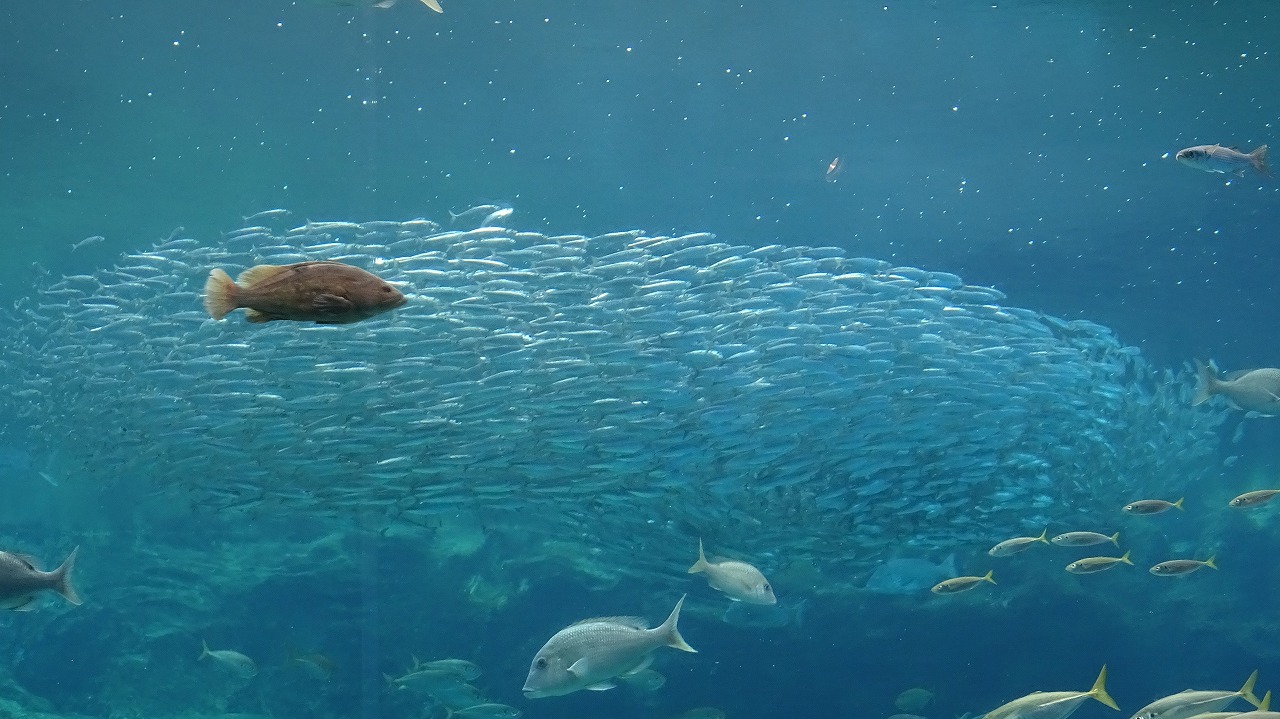 九十九島水族館　（2018年3月）