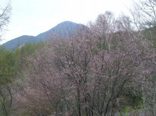 山の朝通信-山桜（ミネザクラ）