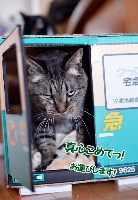 向き不向き３