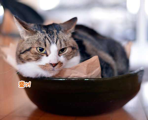 猫皿７