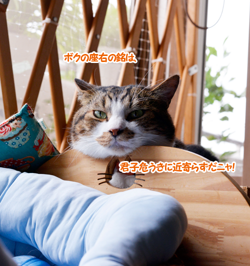 君子７